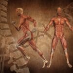 muscular system illustration