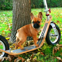 Pet Approved Boardscooter dog standing on a parked boardy scooter in an autumn park.