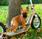 Pet Approved Boardscooter dog standing on a parked boardy scooter in an autumn park.