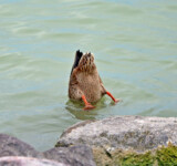 Duck’s Dive a mallard duck diving into lake balaton, tail feathers up and ripples around, with stone embankment visible.