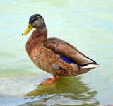 Stillness And Reflection a mallard standing at the water’s edge of lake balaton, with its reflection on the lake’s smooth surface.