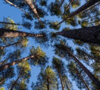 Quiet Balance looking up through tall forest trees